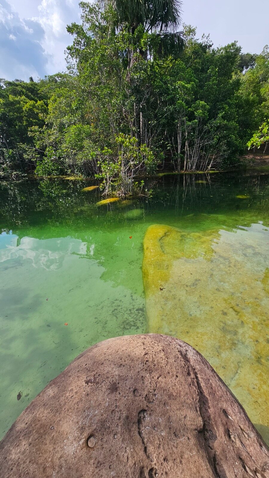 Lagoa de &aacute;guas verdes cercada pela floresta amaz&ocirc;nica